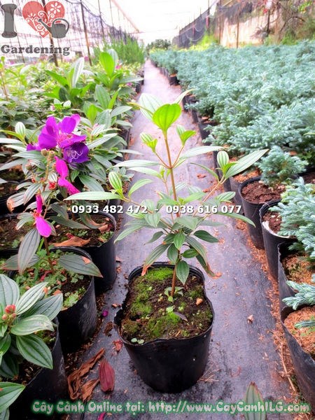 Hoa sim Thái hoa tím nở rực rỡ