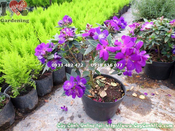Cây sim thái hoa tím ứng dụng trang trí sân vườn