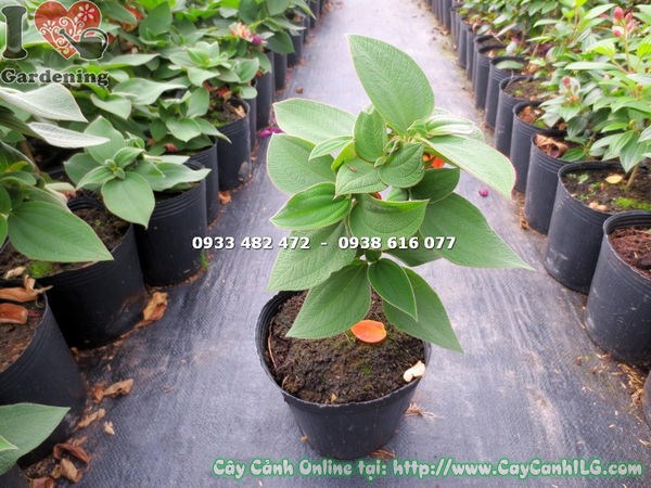 Cây Sim Úc Tím cao 20cm – khỏe mạnh, lá xanh đều