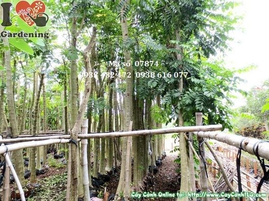 Hoa sò đo cam đỏ cam rực rỡ – cây chuông đỏ công trình cảnh quan