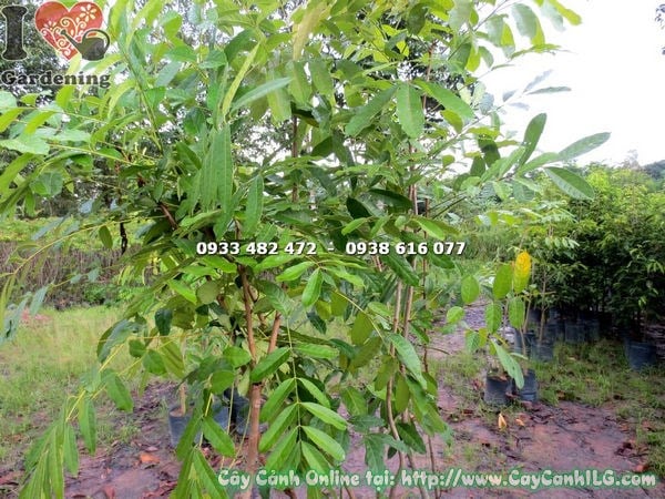 Cây sọ khỉ cao 1m7 - trồng cảnh quan công trình đô thị