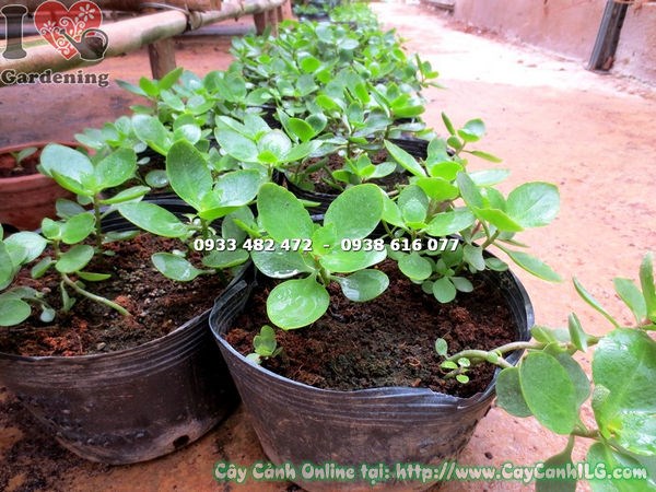 Cây sống đời giống khỏe mạnh không sâu bệnh