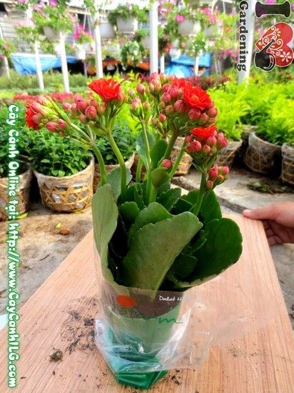 Cây sống đời hoa kép đặt nơi có ánh sáng tốt để ra hoa rực rỡ