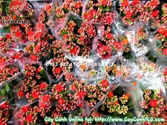Cây sống đời hoa kép ra hoa rực rỡ sau khi áp dụng kỹ thuật kích hoa
