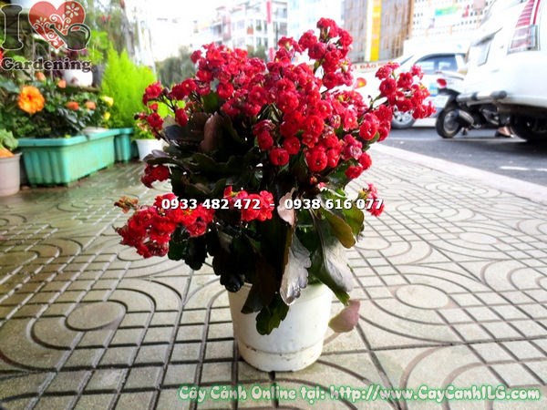 cây sống đời kép hoa đỏ giống mới – lá xanh, viền răng cưa đặc trưng