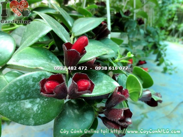 Cây son môi lá lớn hoa đỏ tại vườn ILG TP.HCM