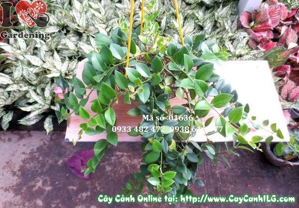 Đặc điểm lá và hoa cây son môi lá lớn