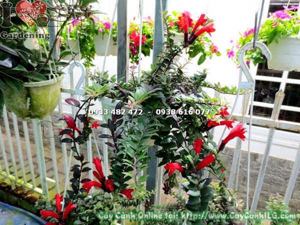 Cây son môi lá nhỏ hoa đỏ nở rực rỡ