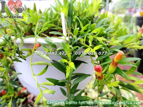 Hoa cây son môi lá nhỏ nở rộ màu đỏ rực rỡ