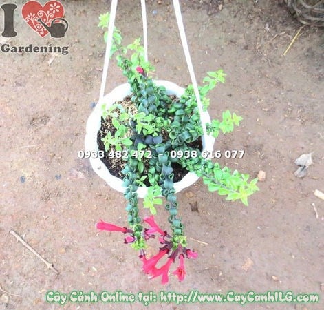 Cây son môi phụng giống mới cao 20cm – lá xoăn đặc trưng