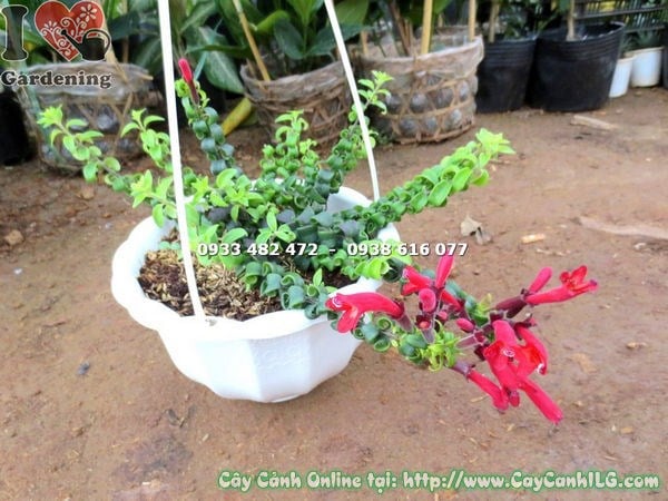 Cây son môi phụng giống mới – cành rủ treo chậu trang trí