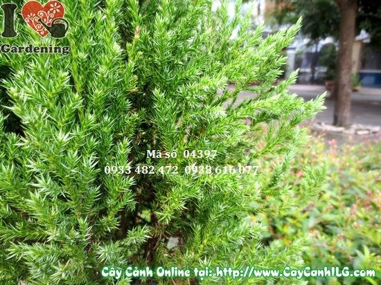 Cây sơn tùng trong chậu trang trí sảnh văn phòng