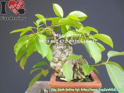 Cây sộp bonsai mini đẹp 25cm – mặt sau góc 2