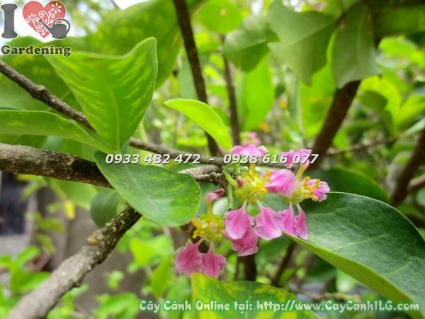 Quả sơ ri đỏ chín trên cây tại vườn