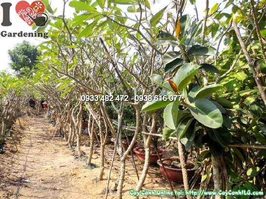 Cây sứ cùi cao 3m – thân gốc vững chắc, tán lá thoáng đãng
