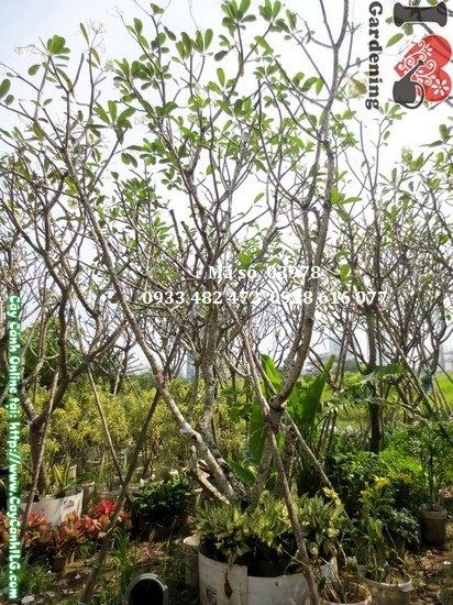 Cây sứ cùi cao 4m tán rộng uy nghi - MS 03978