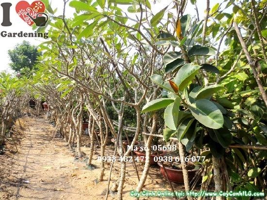 Hình ảnh cây sứ đại Ms 05698 cao 3m tán đẹp