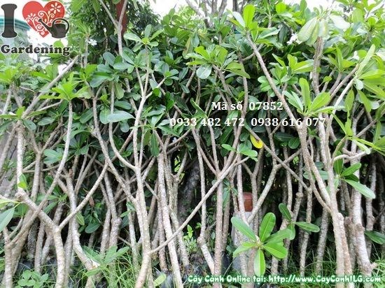 Cây sứ đại hoa trắng cao 1,7m – điểm nhấn sân vườn