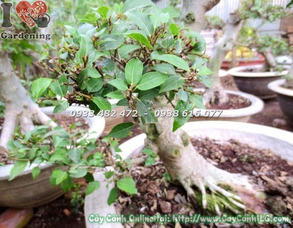 Cây Sung bonsai ra quả đẹp