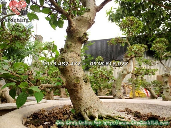 Cây Sung bonsai khỏe mạnh nhiều quả