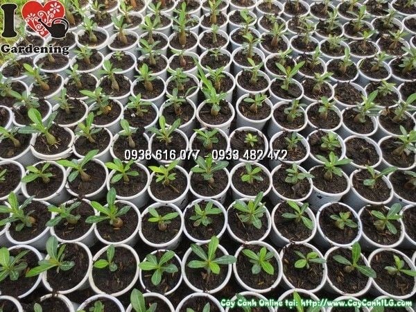 Lộ trình phát triển cây sứ thái từ cây giống đến cây trưởng thành