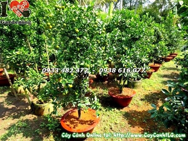 Cây tắc 130cm trái vàng đẹp dịp Tết