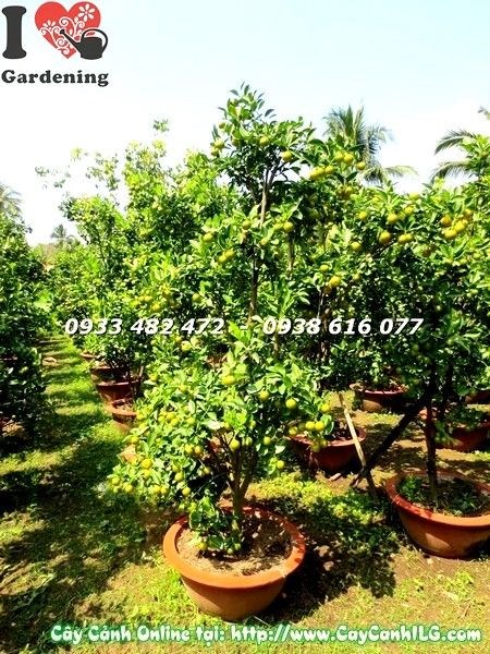 Hình ảnh cây tắc cao 160cm Ms 19613 chụp thực tế tại vườn ILG
