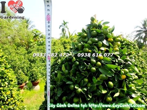 Cây tắc cao 170cm sai quả vàng óng - ILG cung cấp sỉ lẻ