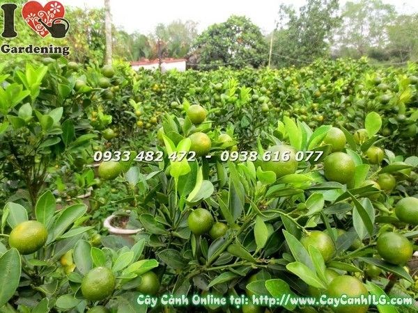 Cây tắc cao 55cm Ms 19587 - chụp ngày 29/11 âm lịch