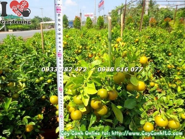 Cây tắc cao 80cm tán đẹp, trái sai – hình chụp 29-11 âm lịch