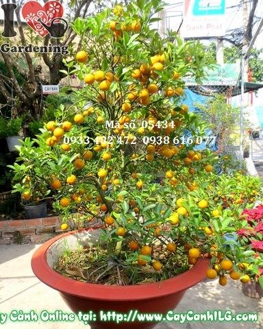 Cây tắc Hà Nội Ms 05434 – vườn ILG cung cấp sỉ lẻ