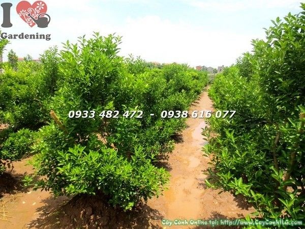 Cây tắc Hà Nội cao 1m ra trái vàng đẹp, phù hợp trang trí dịp Tết và sân vườn