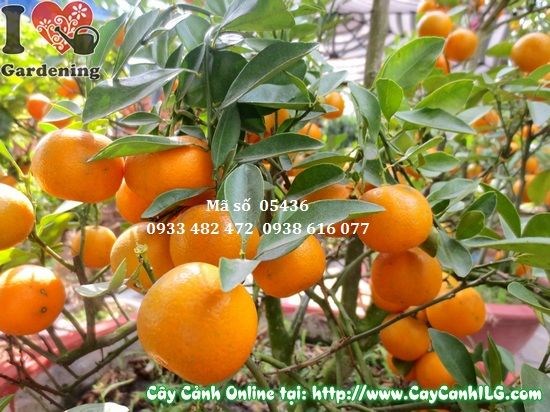 Cây Tắc Hà Nội trồng trang trí không gian quán cà phê