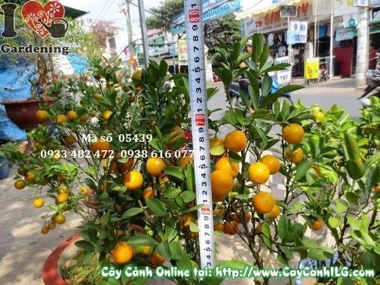 Lá và quả cây Tắc Hà Nội xanh tươi bóng mướt