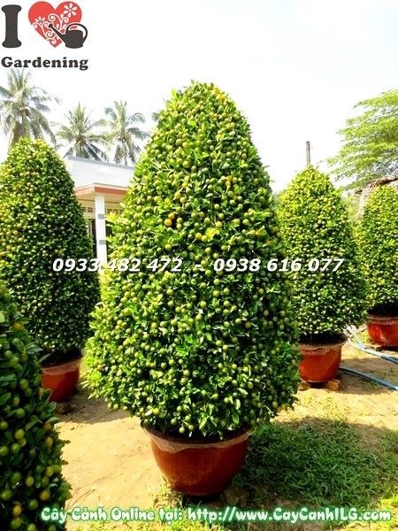 Đặc điểm cây tắc lớn hình tháp đẹp - thân gốc vững trái vàng chi chít