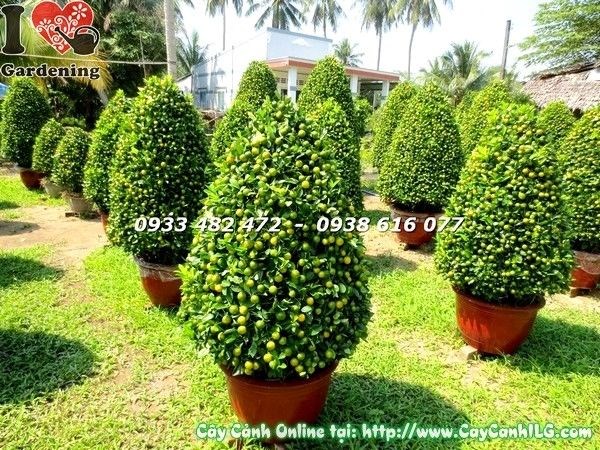 Cây tắc lớn hình tháp đẹp Ms 19636 - ý nghĩa phong thủy tài lộc sung túc