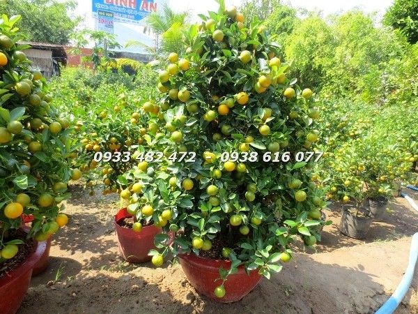 Cây tắc Tết 90cm ý nghĩa phong thủy tài lộc may mắn Ms 22911