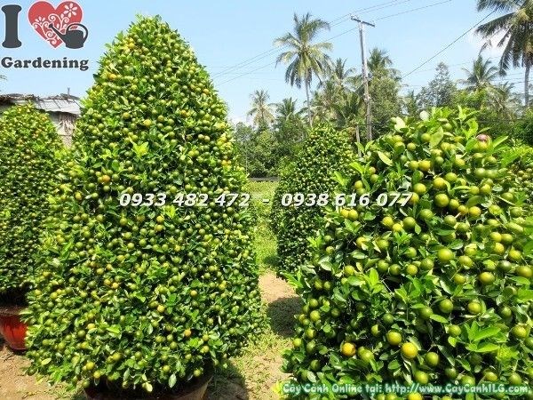 Cây tắc Tết đẹp nhiều trái vàng rực rỡ Ms 23021