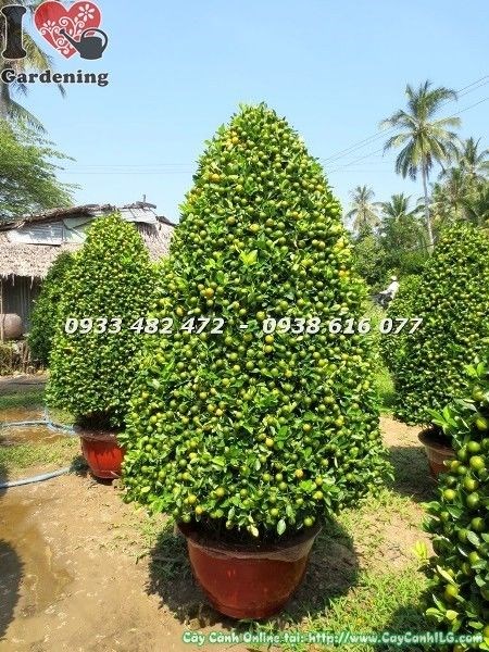 Cây tắc Tết nhiều trái vàng sum xuê trang trí xuân