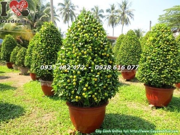 Cây tắc Tết nhiều trái vàng sum xuê trưng bày đón xuân