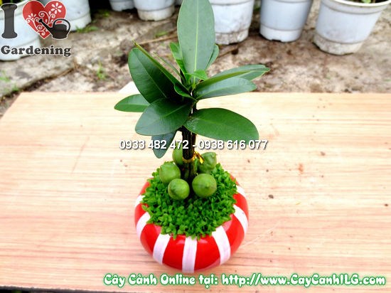 Cây tài lộc cao 10cm – chậu nhỏ xinh, tươi mát, dễ chăm sóc