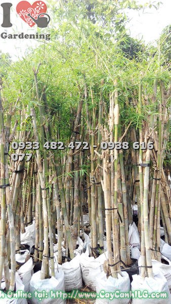 Cây tầm vông bụi 3 cây xanh tươi, phù hợp trồng cảnh quan