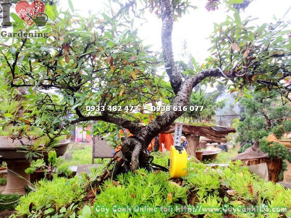 Chi tiết hoa và lá cây táo gai bonsai cao 80cm