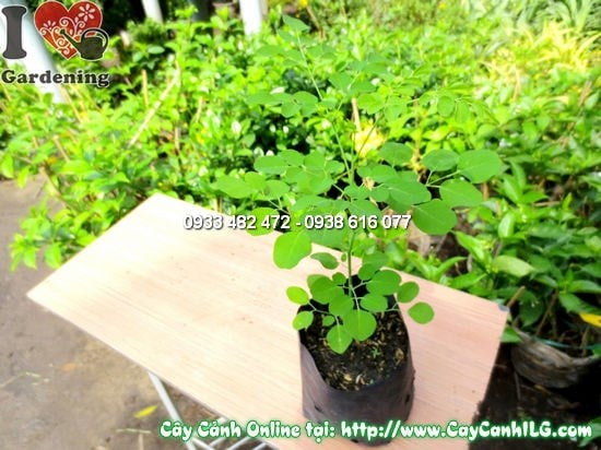 Cây Thần Diệu cao 35cm Ms 11904 - cây giống dược liệu quý