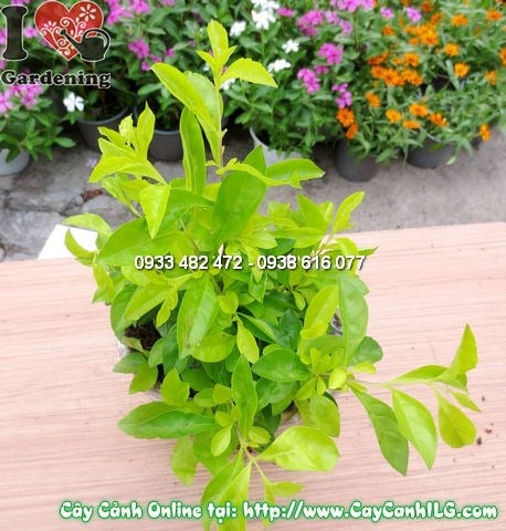 Cây Thanh Quan trang trí nội thất – bonsai mini thanh tao