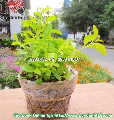 Chăm sóc cây Thanh Quan – tưới nước đúng cách