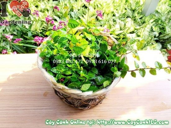 cây thằn lằn cao 15cm Ms 03099 phủ xanh tường