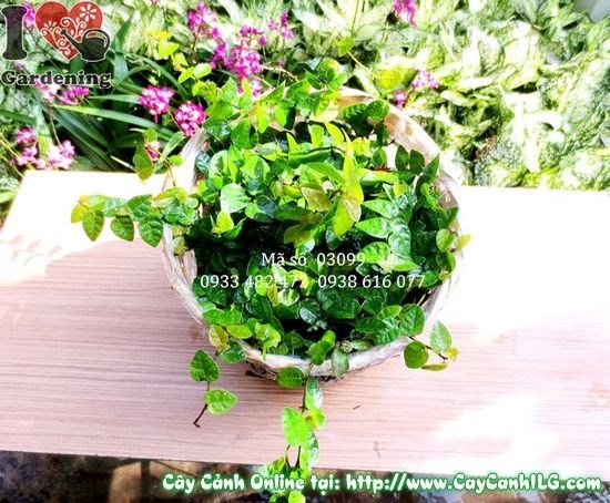 cây thằn lằn phủ xanh hàng rào tường nhà đẹp