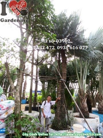 Cây thiên tuế cao 4m uy nghi tại khuôn viên công trình