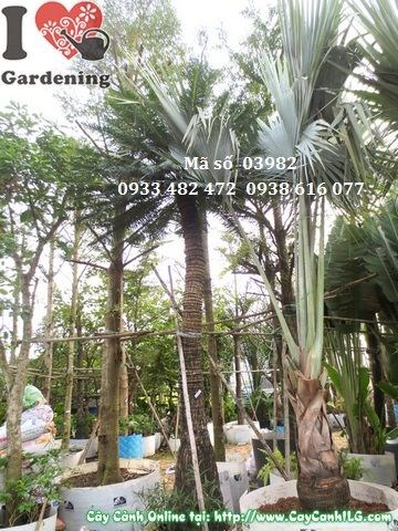 Tán lá cây thiên tuế 4m xòe rộng uy nghiêm